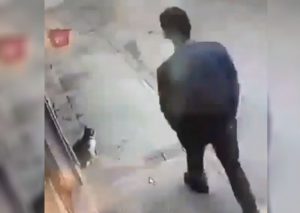 Instagram Viral: Gato ataca inesperadamente a transeúnte y provoca incidente (VIDEO)