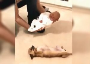 Perro ve al bebé de su dueño por primera vez y su reacción conmueve a todos (VIDEO)