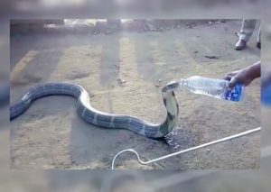 Youtube Viral: Grabaron a cobra mientras le daban agua y lo que pasó asombró a todos (VIDEO)