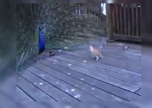Instagram: Gato se enfrenta a pavo real y se vuelve viral (VIDEO)