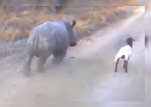 Rinoceronte bebé juega con cabra y lo que sucedió impresionó a muchos (VIDEO)