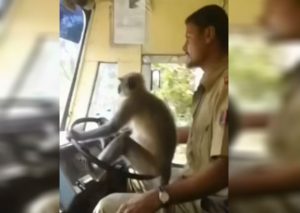 Youtube: Mono es la sensación en redes al saber manejar un autobús en India (VIDEO)