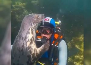 Viral: Lobo marino y buzo tuvieron tierno encuentro en el mar (VIDEO)