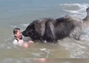 Youtube Viral: Perro rescata a niña que jugaba en la playa (VIDEO)
