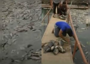 Actualidad: Miles de peces mueren misteriosamente en Irak
