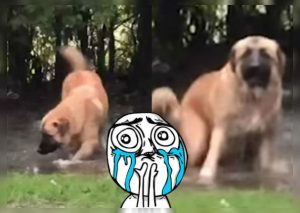 Perro se divertía en charco hasta que su dueño lo descubrió (VIDEO)