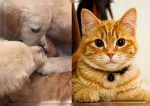 Youtube: 6 perros contra un gato se vuelve viral en redes