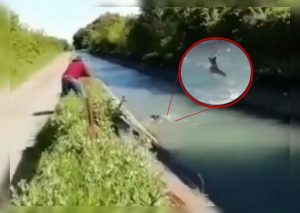 Hombres rescatan a su perro tras haber caído a canal (VIDEO)