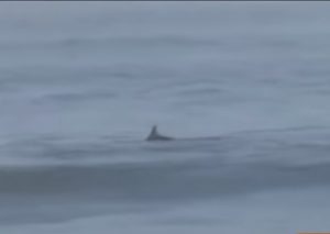 Aparecen delfínes en playas de Huacho