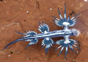 Aparecen extrañas criaturas azules en las costas de Estados Unidos