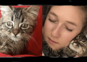 En Bélgica, gato peruano se salva de recibir eutanasia gracias al apoyo del Senasa