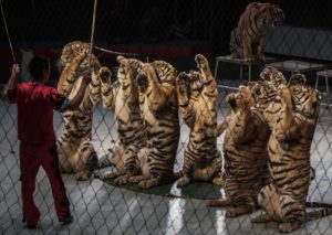 Francia prohibirá utilizar animales en los circos