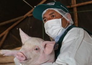 Senasa busca que el Perú tenga zonas libre de peste porcina