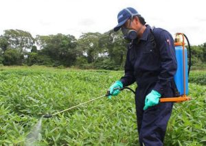 Perú prohíbe el uso de plaguicidas agrícola con base en Forato