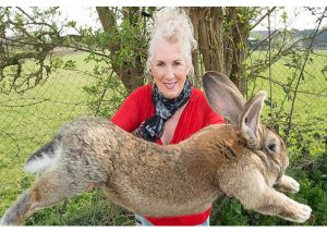 Reino Unido: Denuncia robo del “Conejo más grande del mundo”