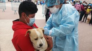 Minsa vacunó a miles de perros en varios distritos de Lima  | FOTOS
