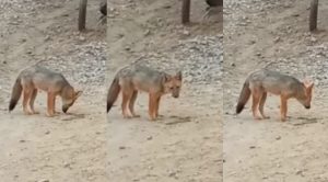 Perú: Mira lo que harán con el zorro encontrado en el distrito de Comas | VIDEO