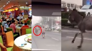 Burro se escapa antes de ser cocinado en restaurante chino | VIDEO
