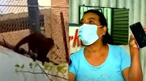 Callao: Mono roba celulares y vecinos piden su captura | VIDEO