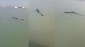 La Punta: Presencia de tiburón en el mar alerta a bañistas | FOTOS
