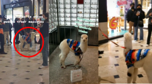 Joven lleva a su alpaca a visitar centro comercial y video se vuelve viral | VIDEO