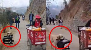 Perú: Perrito ‘se gana la vida’ ayudando a vender helados | VIDEO